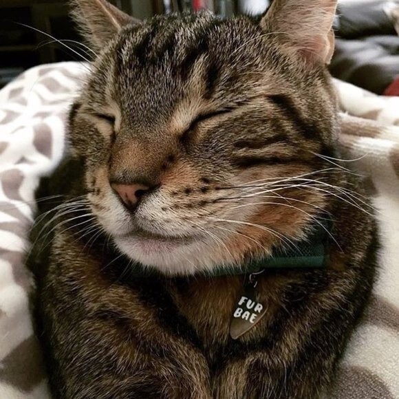 Hello Harriet 'Ugh' & 'Fur Bae' Tags - Picture 2 of 8